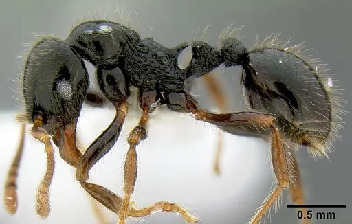Lordomyrma sukuna specimen CASENT0171006 image casent0171006_3