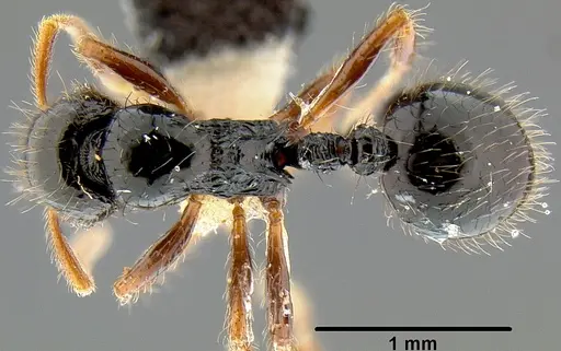 Lordomyrma sukuna specimen CASENT0171011 image casent0171011_1