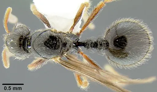 Lordomyrma sukuna specimen CASENT0171119 image casent0171119_1