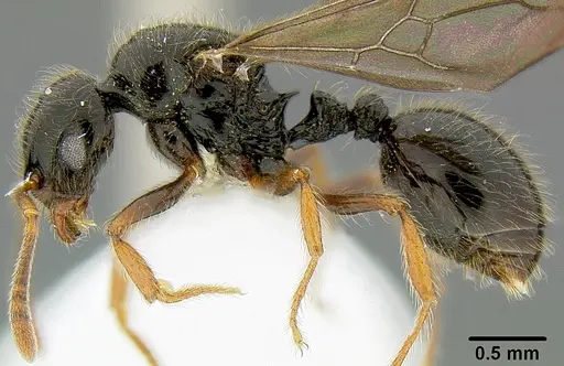 Lordomyrma sukuna specimen CASENT0171119 image casent0171119_3