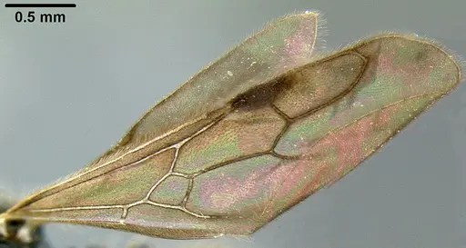 Lordomyrma sukuna specimen CASENT0171119 image casent0171119_4