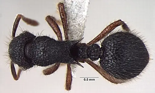 Lordomyrma taylori specimen ANTWEB1008009 image antweb1008009_1