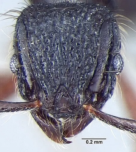 Lordomyrma taylori specimen ANTWEB1008009 image antweb1008009_2