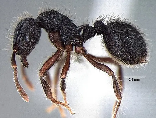 Lordomyrma taylori specimen ANTWEB1008009 image antweb1008009_3
