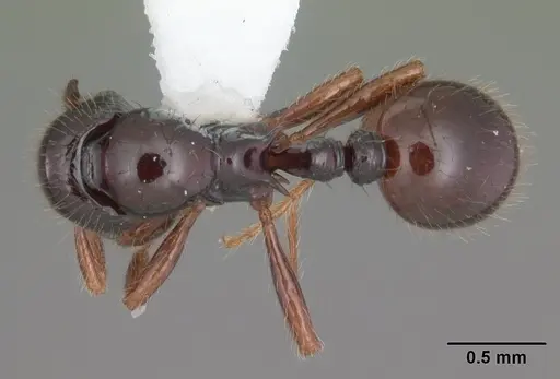 Lordomyrma tortuosa specimen CASENT0010851 image casent0010851_1