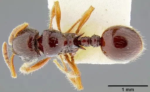 Lordomyrma tortuosa specimen CASENT0171013 image casent0171013_1