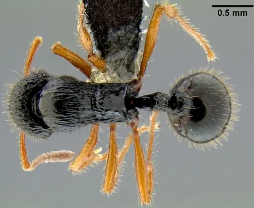 Lordomyrma vanua specimen CASENT0171051 image casent0171051_1