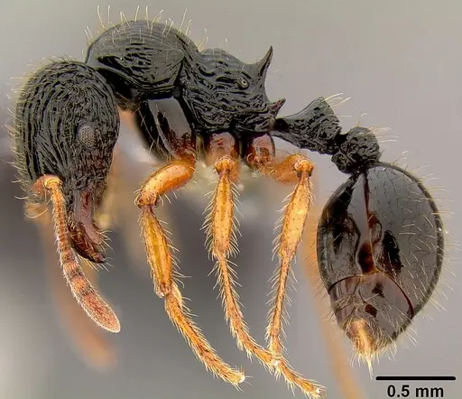 Lordomyrma vanua specimen CASENT0171051 image casent0171051_3