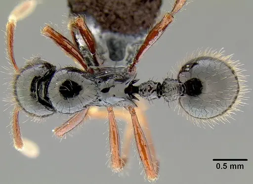 Lordomyrma vuda specimen CASENT0171018 image casent0171018_1