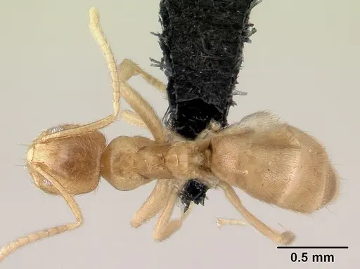 Loweriella boltoni specimen CASENT0009998 image casent0009998_1