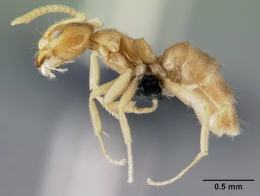 Loweriella boltoni specimen CASENT0009998 image casent0009998_3