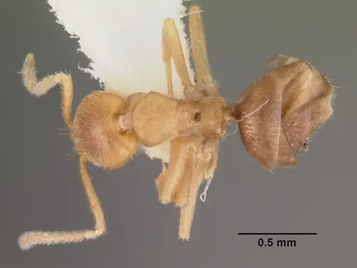 Loweriella boltoni specimen CASENT0102371 image casent0102371_1