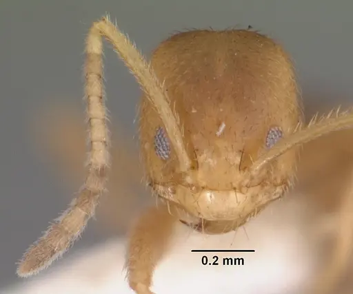 Loweriella boltoni specimen CASENT0102371 image casent0102371_2