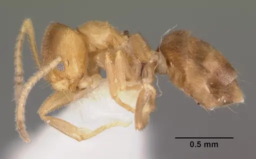Loweriella boltoni specimen CASENT0102371 image casent0102371_3