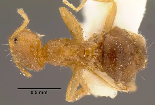 Loweriella boltoni specimen CASENT0106173 image casent0106173_1