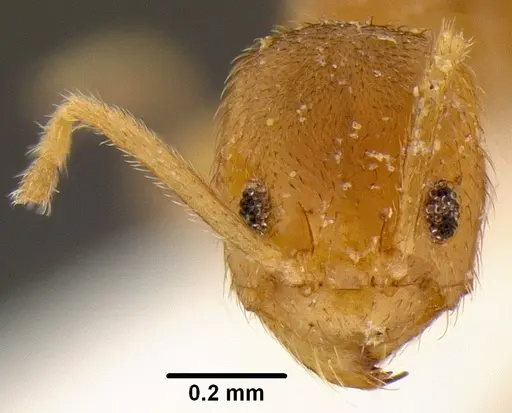 Loweriella boltoni specimen CASENT0106173 image casent0106173_2