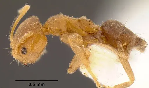Loweriella boltoni specimen CASENT0106173 image casent0106173_4