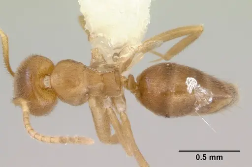 Loweriella boltoni specimen CASENT0172291 image casent0172291_1