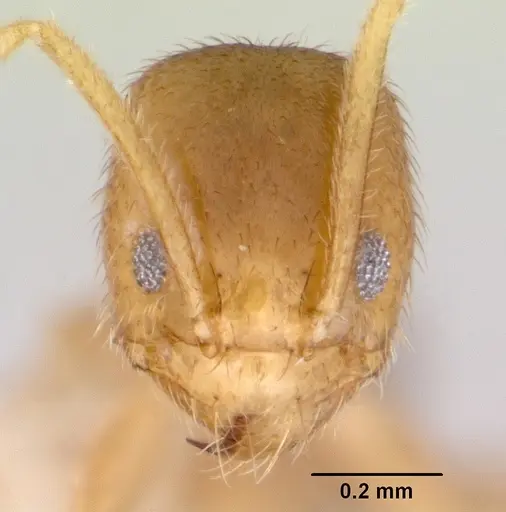 Loweriella boltoni specimen CASENT0172291 image casent0172291_2