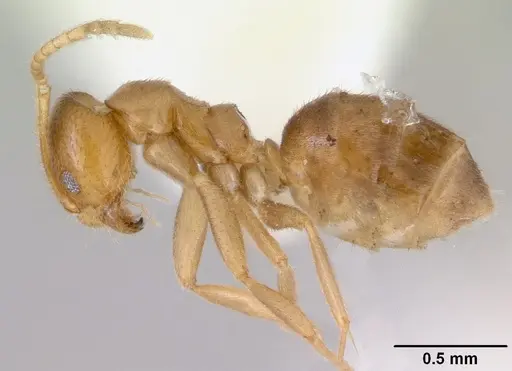 Loweriella boltoni specimen CASENT0172291 image casent0172291_3