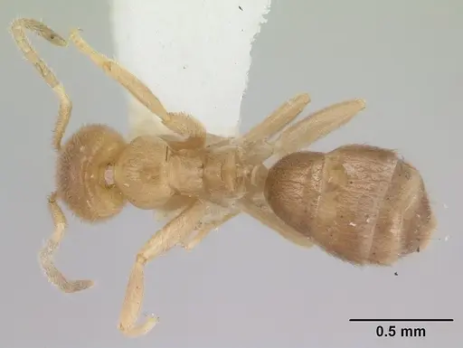 Loweriella boltoni specimen CASENT0178492 image casent0178492_1
