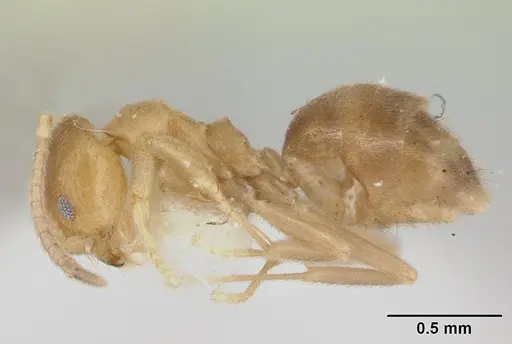 Loweriella boltoni specimen CASENT0178492 image casent0178492_3