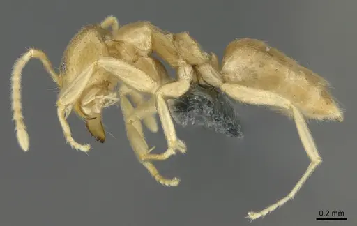 Loweriella boltoni specimen CASENT0317913 image casent0317913_1