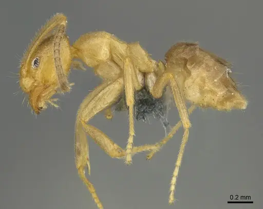 Loweriella boltoni specimen CASENT0383994 image casent0383994_1