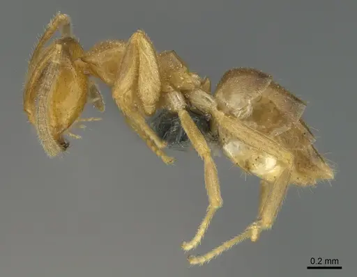 Loweriella boltoni specimen CASENT0384107 image casent0384107_1