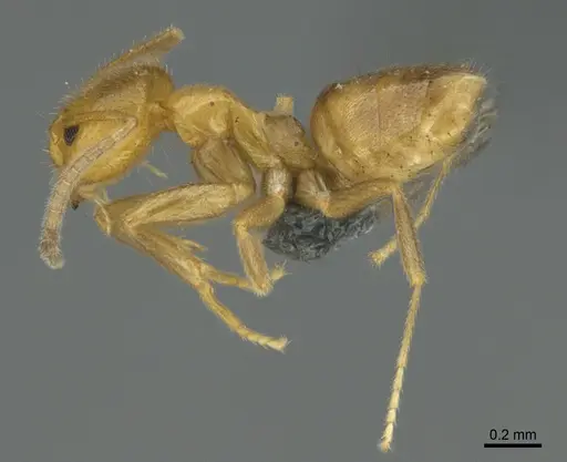 Loweriella boltoni specimen CASENT0384134 image casent0384134_1