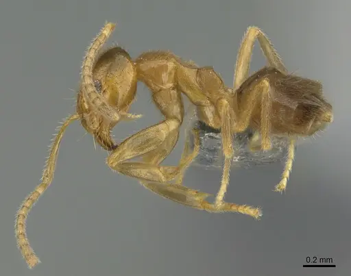 Loweriella boltoni specimen CASENT0722549 image casent0722549_1