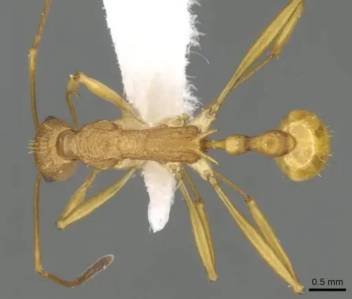 Malagidris alperti specimen CASENT0170928 image casent0170928_1