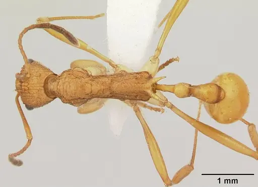 Malagidris alperti specimen CASENT0170958 image casent0170958_1