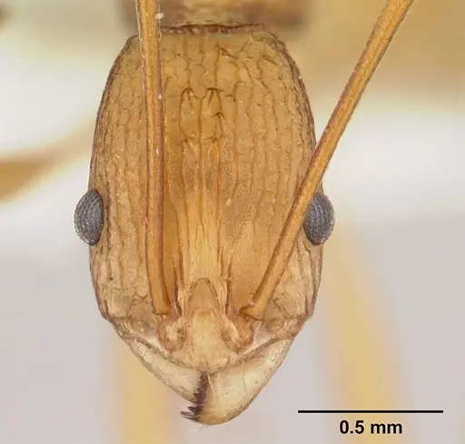 Malagidris alperti specimen CASENT0170958 image casent0170958_2