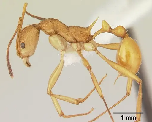 Malagidris alperti specimen CASENT0170958 image casent0170958_3