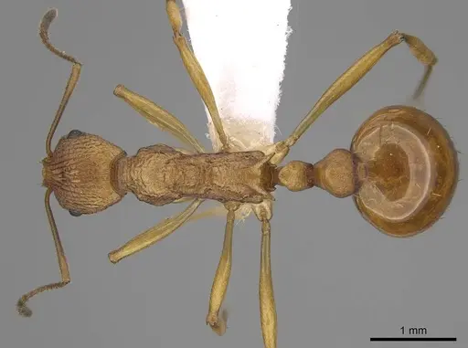 Malagidris alperti specimen CASENT0248384 image casent0248384_1