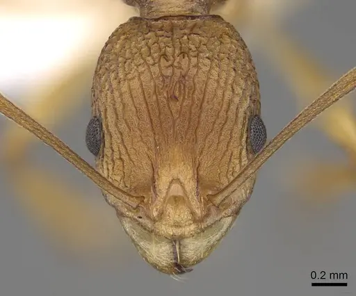 Malagidris alperti specimen CASENT0248384 image casent0248384_2