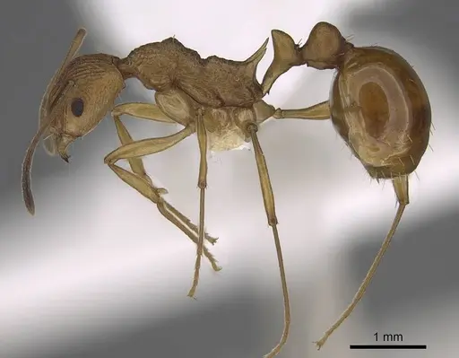Malagidris alperti specimen CASENT0248384 image casent0248384_3