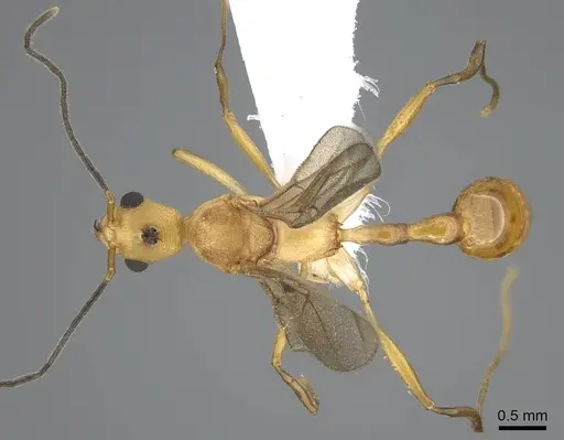 Malagidris alperti specimen CASENT0248385 image casent0248385_1