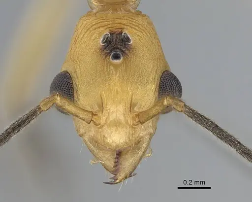 Malagidris alperti specimen CASENT0248385 image casent0248385_2