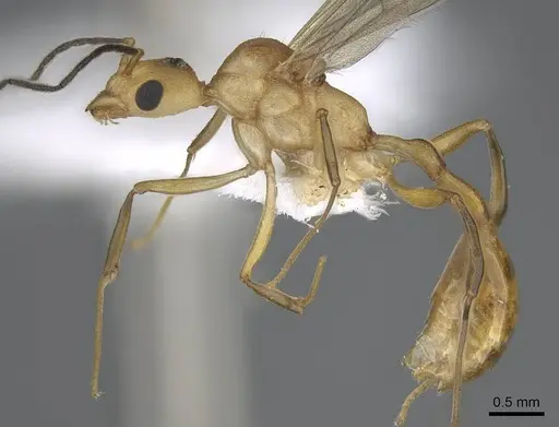 Malagidris alperti specimen CASENT0248385 image casent0248385_3