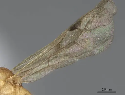 Malagidris alperti specimen CASENT0248385 image casent0248385_4