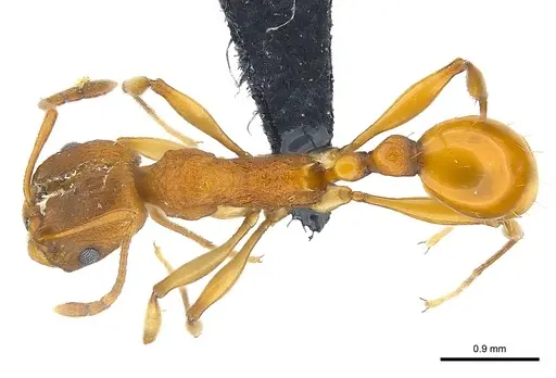 Malagidris belti specimen CASENT0012721 image casent0012721_1
