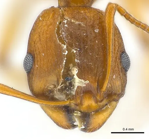 Malagidris belti specimen CASENT0012721 image casent0012721_2
