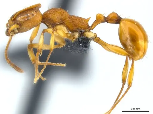 Malagidris belti specimen CASENT0012721 image casent0012721_3