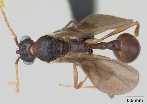 Malagidris belti specimen CASENT0078774 image casent0078774_1