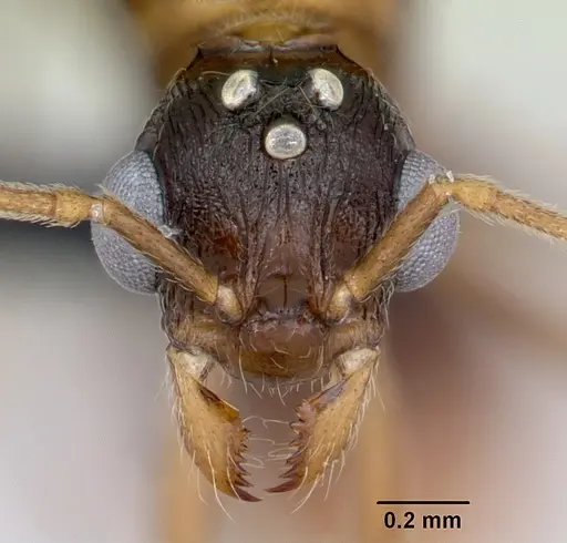 Malagidris belti specimen CASENT0078774 image casent0078774_2