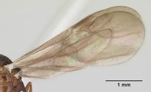 Malagidris belti specimen CASENT0078774 image casent0078774_4