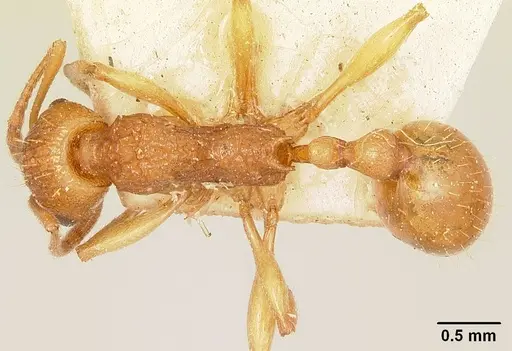 Malagidris belti specimen CASENT0101064 image casent0101064_1