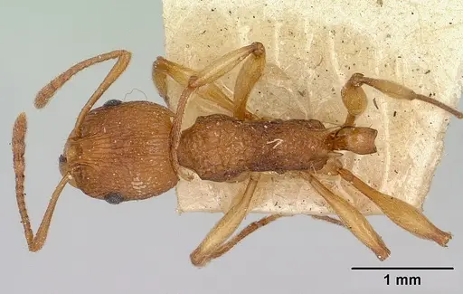 Malagidris belti specimen CASENT0101648 image casent0101648_1